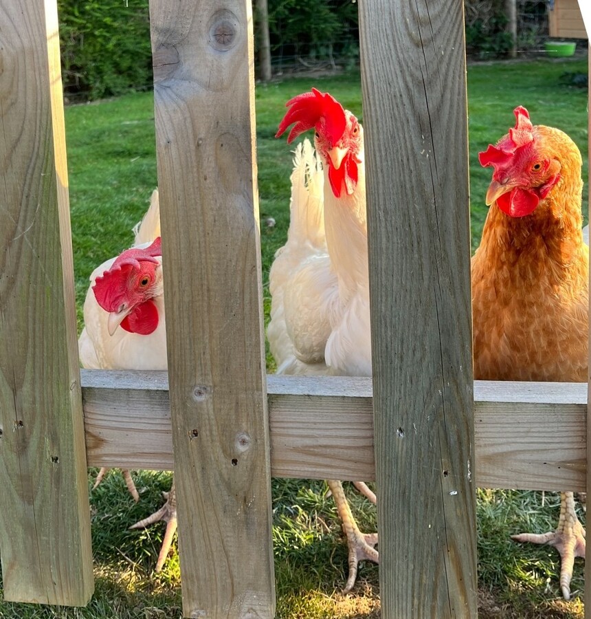 Anyone seen Chicken Licken